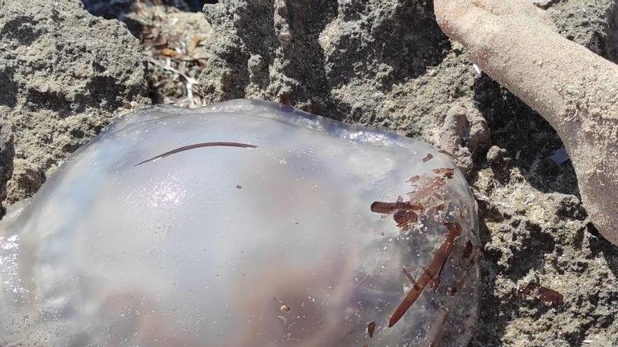 La belleza inofensiva de la enorme medusa ‘Rhizostoma Pulmo’ aparecida en Formentera