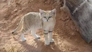 Descubre los gatos de las arenas: los felinos vampíricos en peligro