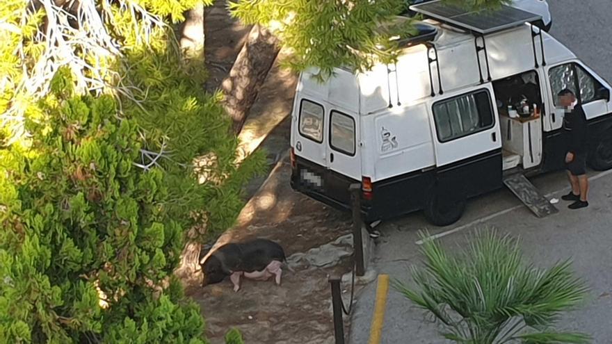 Deutscher Mallorca-Urlauber prangert Tierquälerei an: Mann lässt Schwein im Lieferwagen leben