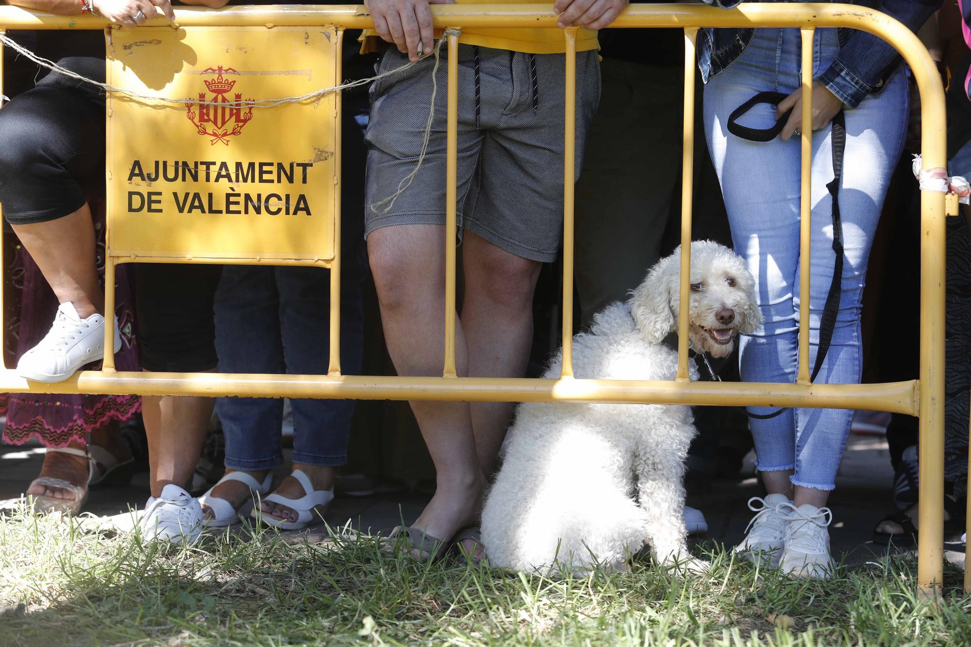 La Feria Animalista de València, en imágenes