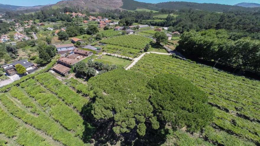 Quinta Couselo, una de las tres bodegas del grupo, en O Rosal.   | // G.P.