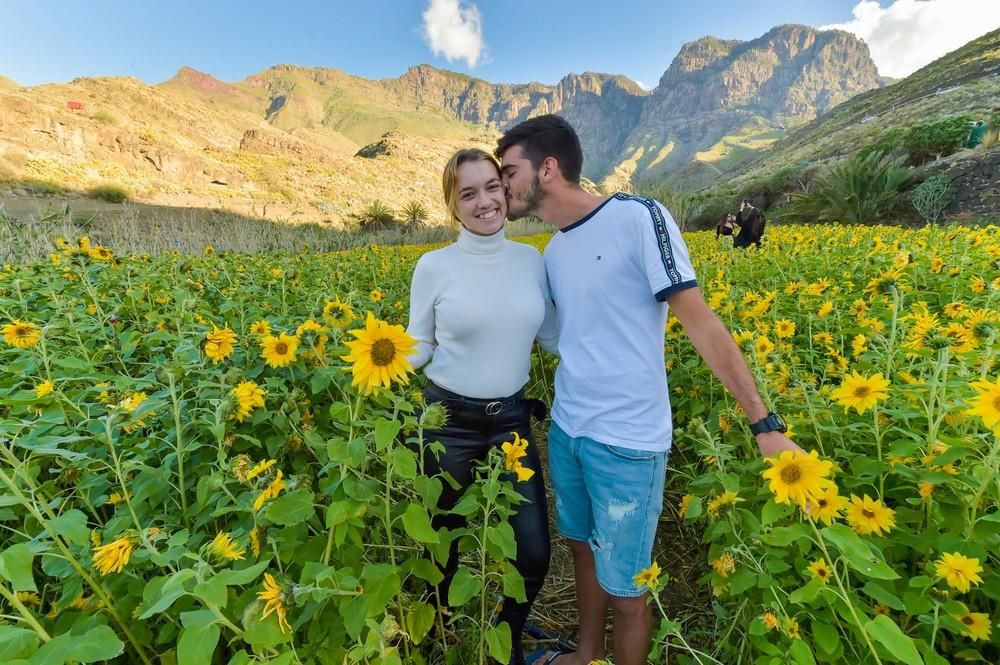 Girasoles en Guayedra (Agaete)