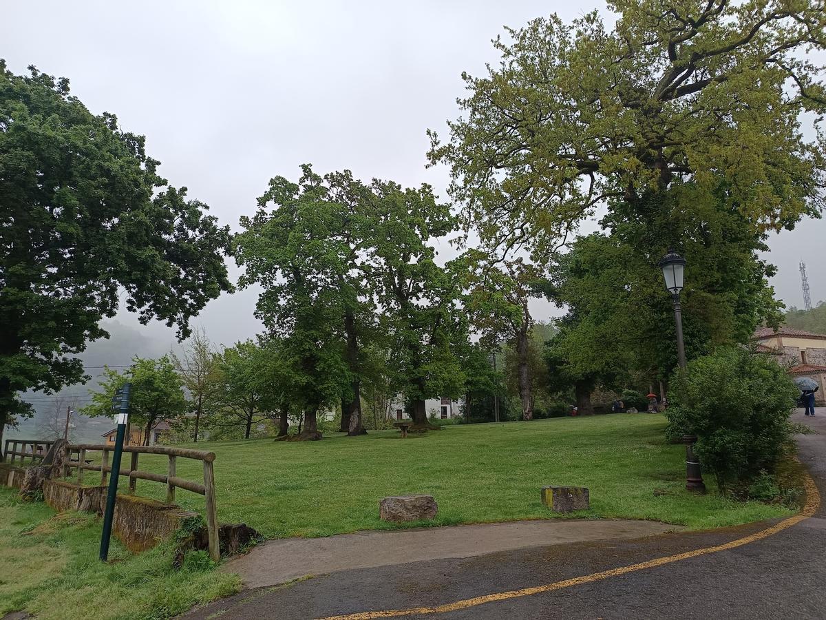 El robledal de San Anotinu, este domingo, antes de la tala