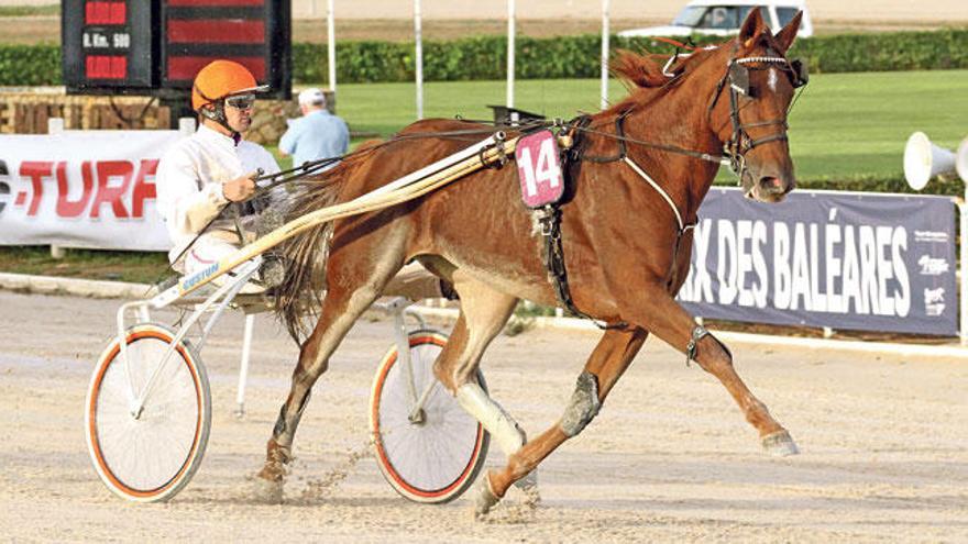 La yegua francesa Suzuka en su debut en Mallorca, en Son Pardo, el 28 de septiembre.