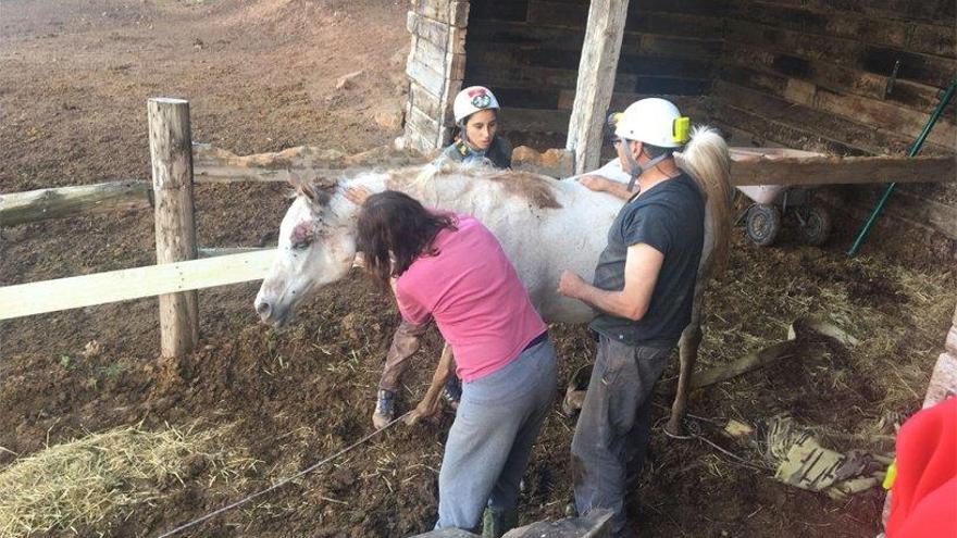 El cavall, ja la hípica després del rescat.