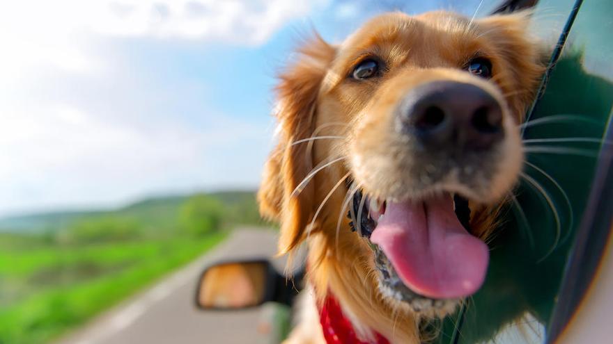 Uno de cada tres conductores circula con su mascota suelta en el coche, según un estudio