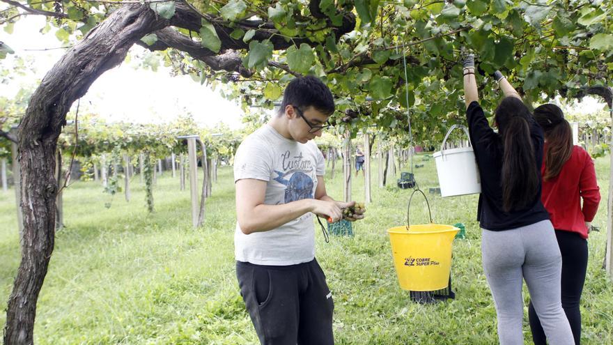 El precio de la uva albariña se estabiliza tras el &quot;boom&quot; del año pasado