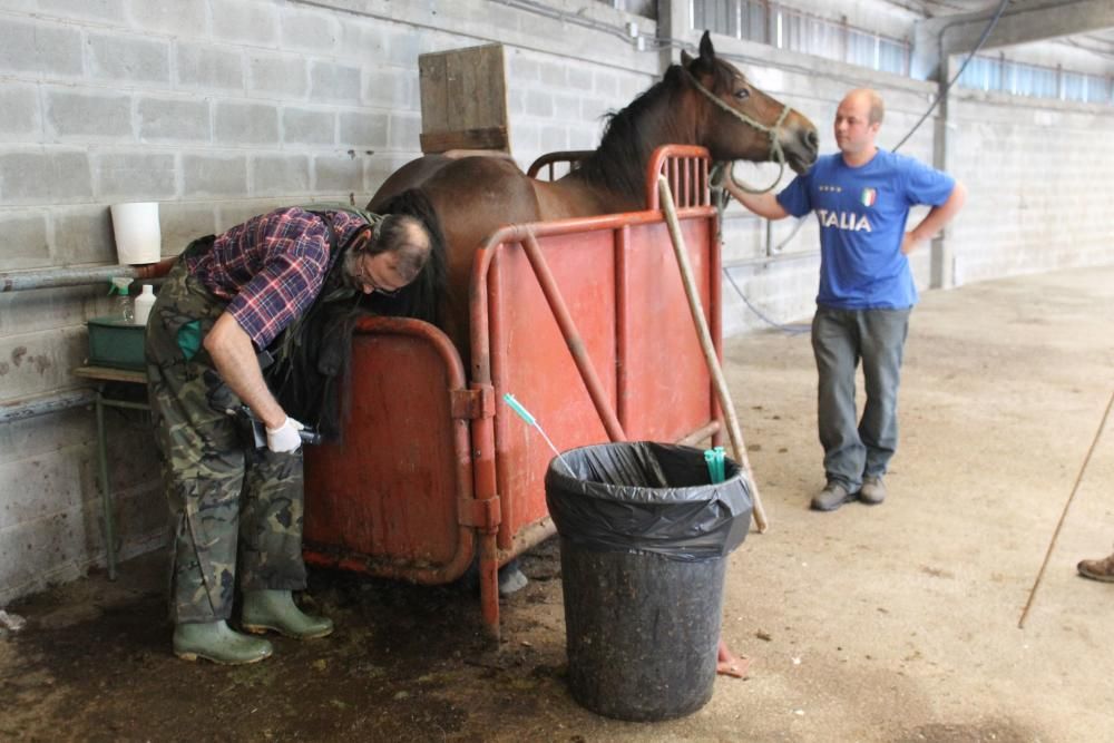 Embestidas militares de 600 millones de espermatozoides para las yeguas asturianas