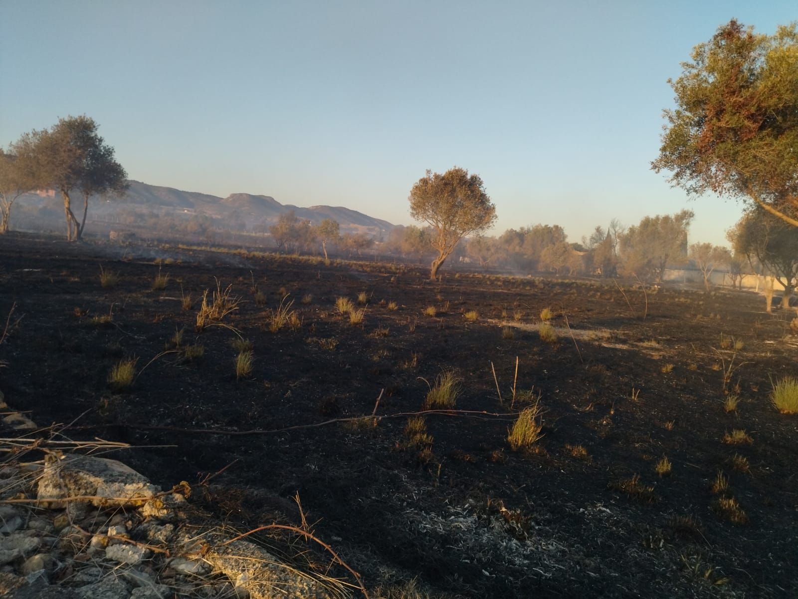 El valle agrícola del Montgó, reducido a cenizas (imágenes)