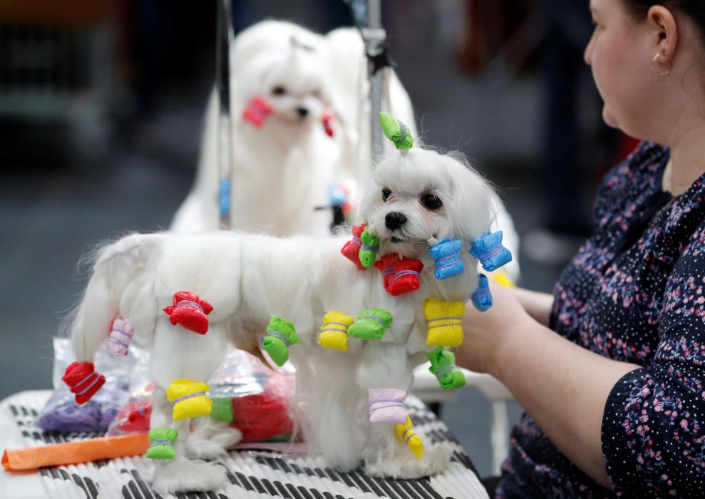Crufts Dog Show, l'exhibició de gossos més gran d'Anglaterra