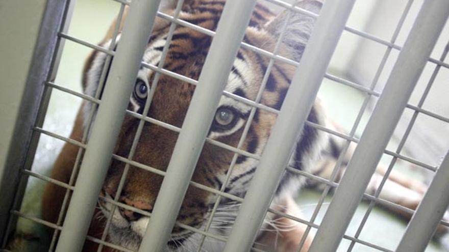 Las dos hembras de tigre que llegaron al zoológico hace dos semanas se convertirán, a juicio de los responsables del parque, en dos de los animales emblemáticos del zoo. Todavía están pasando el proceso de adaptación y ya pueden ser contempladas por el público. La característica que distingue a estas dos tigresas de la actual son sus genes albinos./