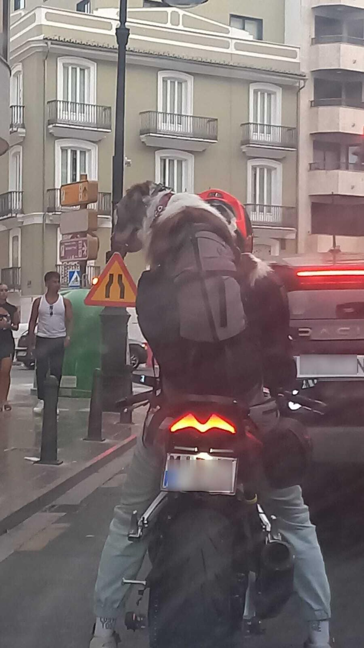El 'perro motero' de València que ha conquistado el centro de la ciudad esta tarde.
