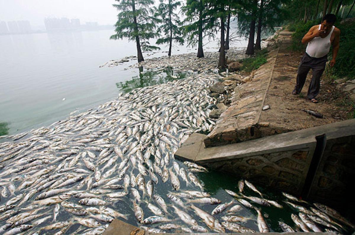 Peixos morts floten al Llac Sud de Wuhan (Xina), com a conseqüència de la florida d’algues a l’aigua per la calor de l’estiu i l’excés de nutrients.