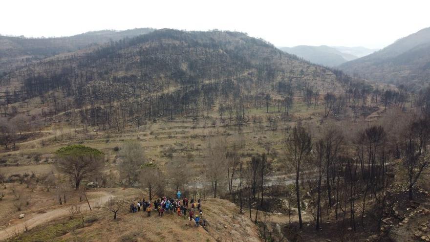 Els propietaris dels boscos cremats pel foc del Bages en plantegen una reforestació natural