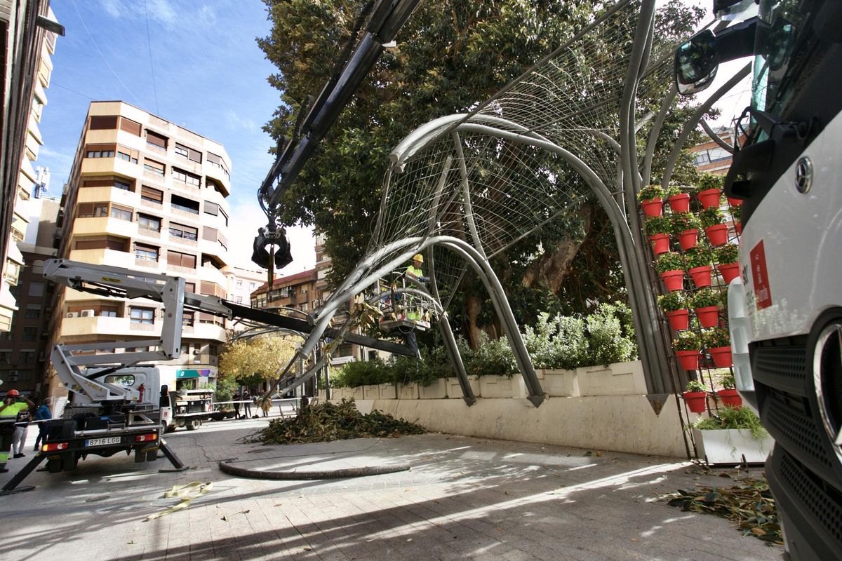 Operarios trabajan para sanear el ficus de Santo Domingo, este jueves tras la caída de ramas.