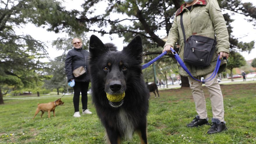 Los dueños de perros piden vallas en las zonas para los animales