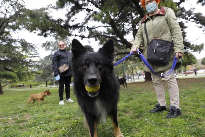 Los dueños de perros de Gijón piden vallas en las zonas para los animales