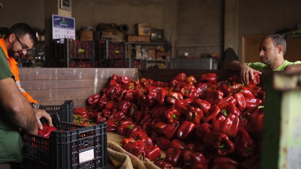 Seleccionando pimiento morrón en Micereces de Tera en una campaña pasada.