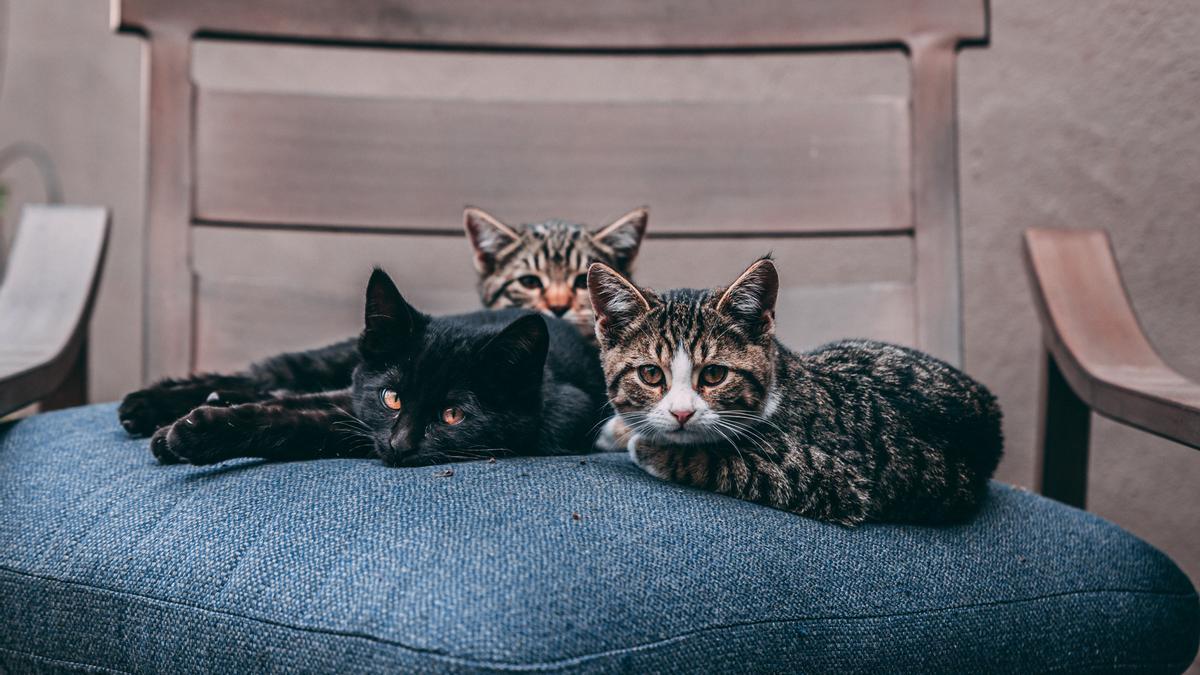 Las razas de gato más cariñosas, fieles y afables.