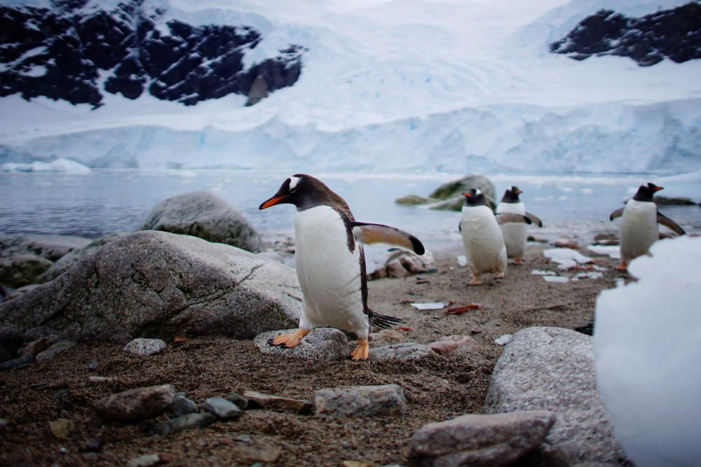 The Wider Image: Journey to Antarctica: seals, ...