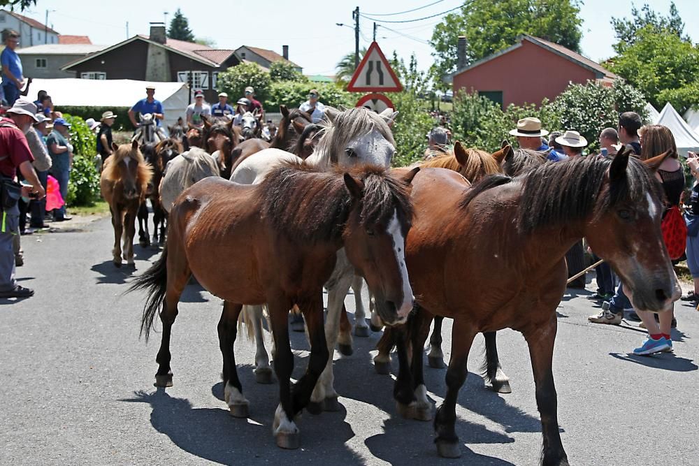 El primer curro de la Rapa das Bestas de Sabucedo // Bernabé / J. Carlos Asorey