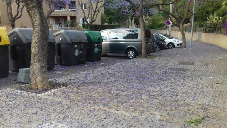 Alfombra de hojas.