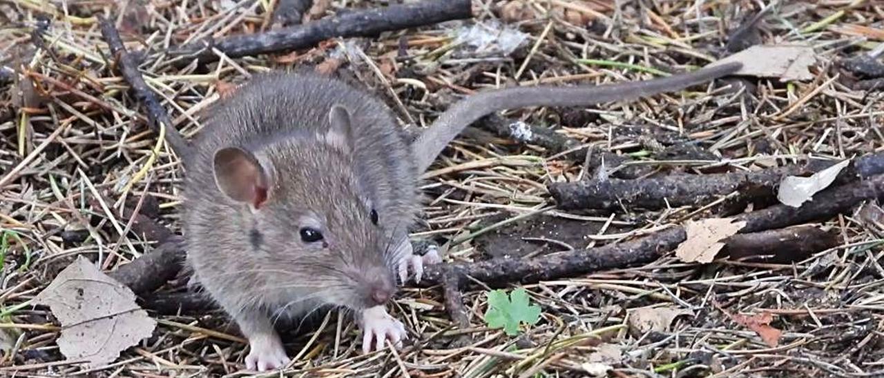 Una de las ratas que habitan en el parque San Lázaro.   | // F. CASANOVA