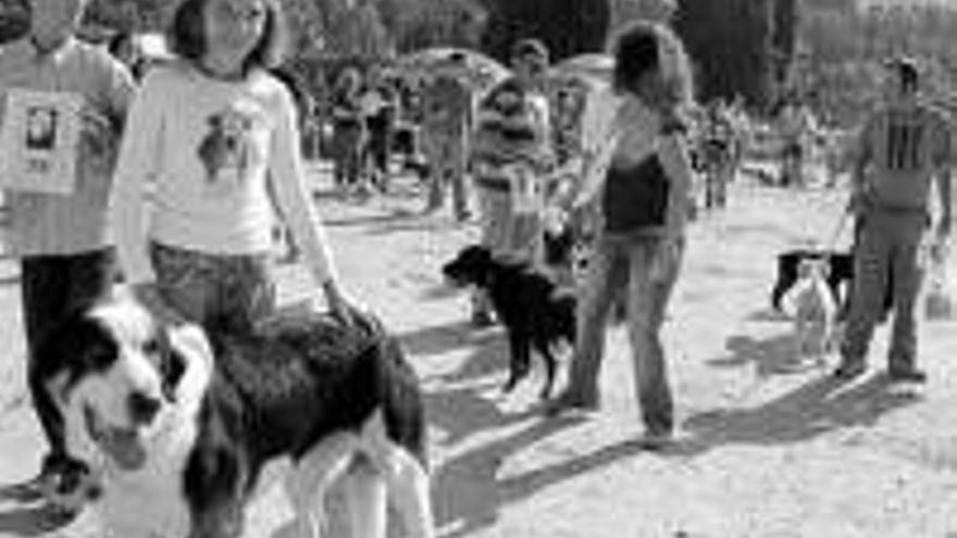 Adana celebra su concurso anual de perros con y sin raza