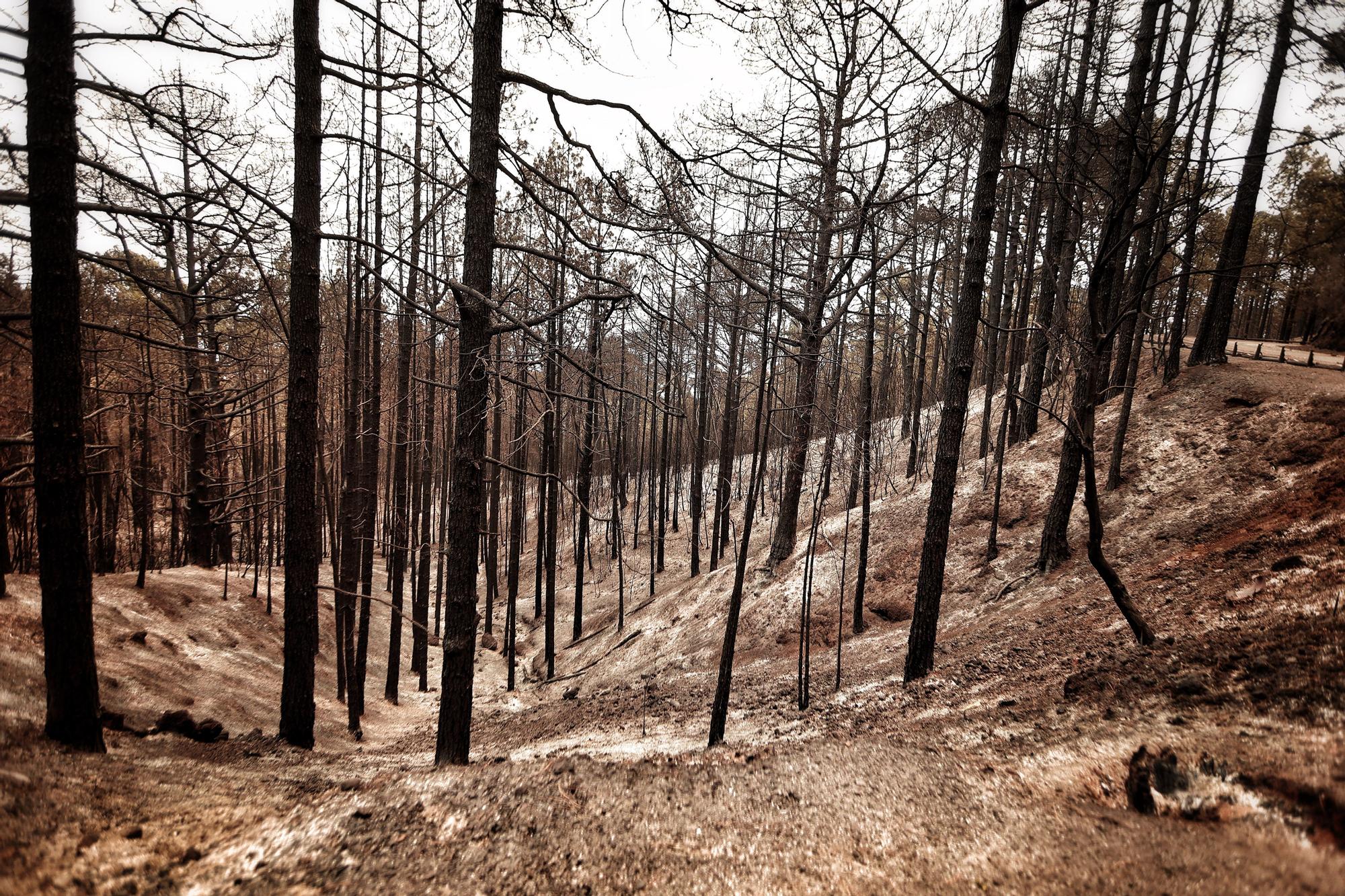 Evolución del incendio en Tenerife