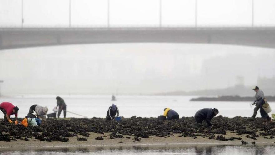 Mariscadores faenando en la ría de O Burgo el pasado mes de mayo, con el puente de A Pasaxe al fondo de la imagen.