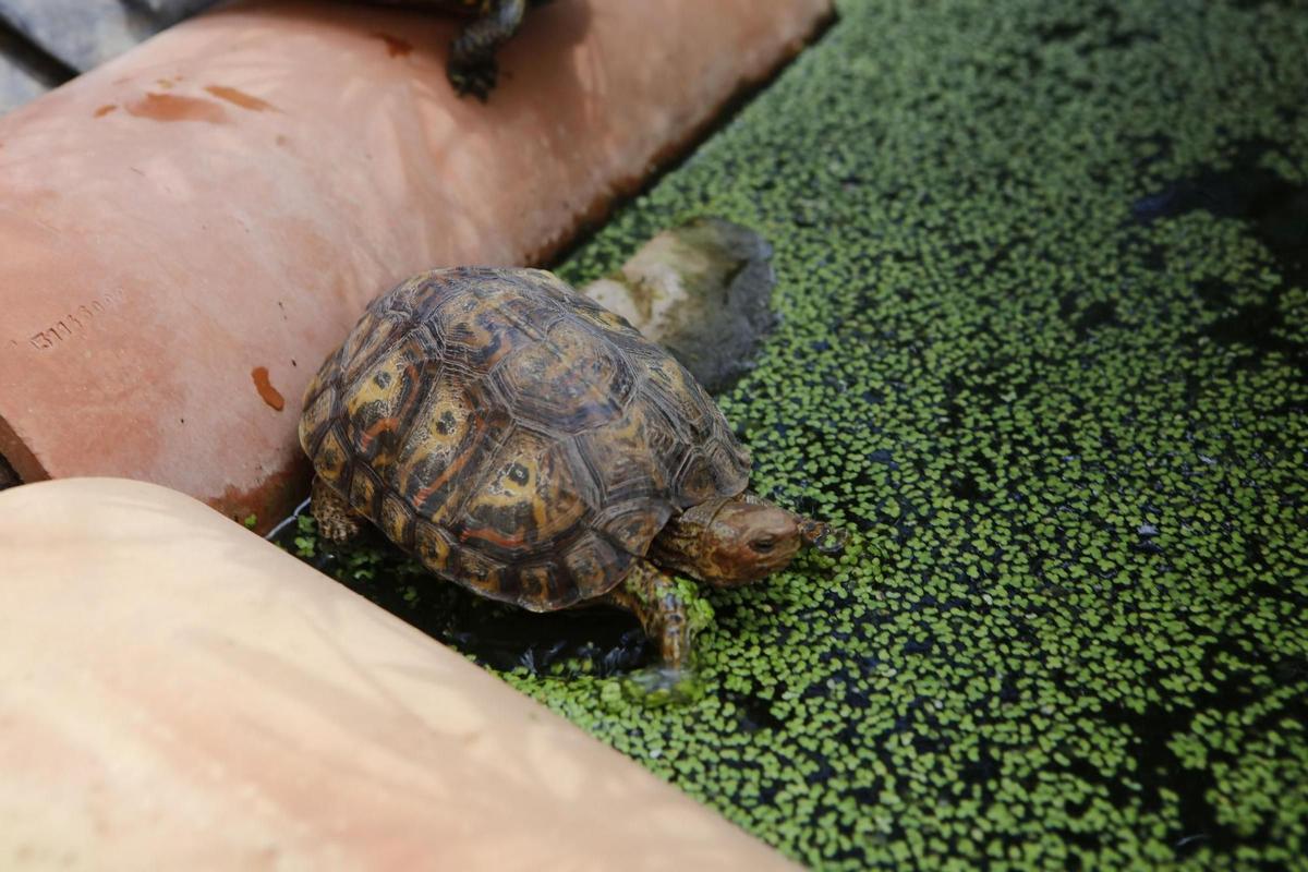 Juzgan a una pareja por tener en Mallorca el mayor criadero ilegal de tortugas de Europa