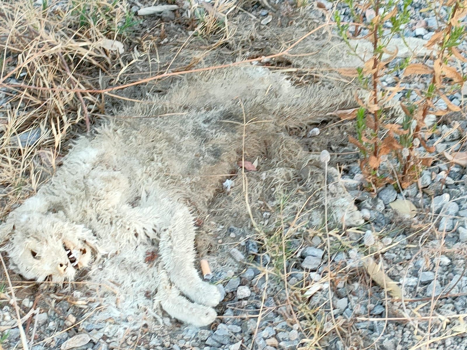 El PSOE denuncia que hay "incluso cadáveres de animales" en un paso subterráneo de Ibiza
