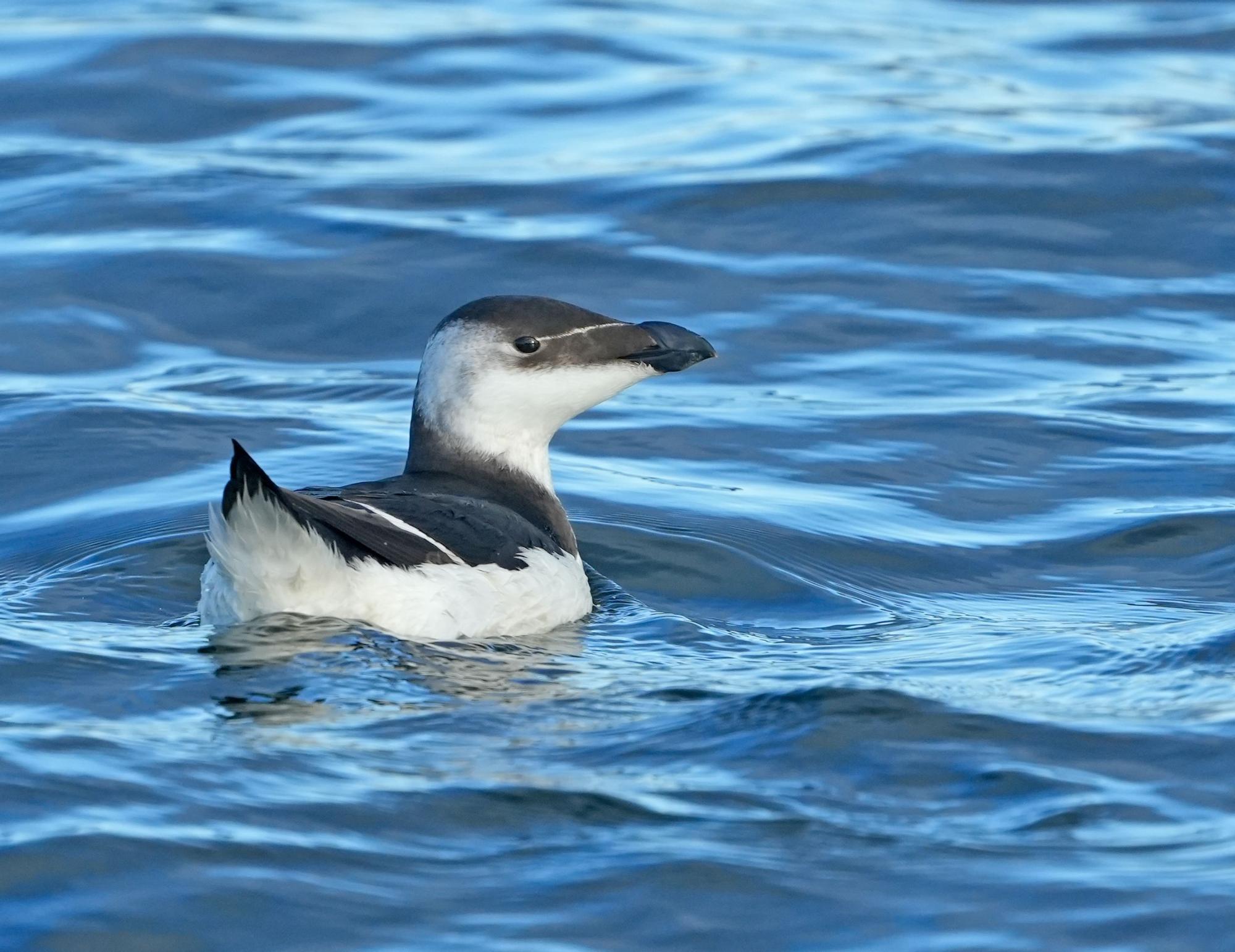 Aves avistadas en la primera expedición del año a bordo del "Chasula".