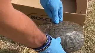 Rescatan una tortuga americana en Enguera