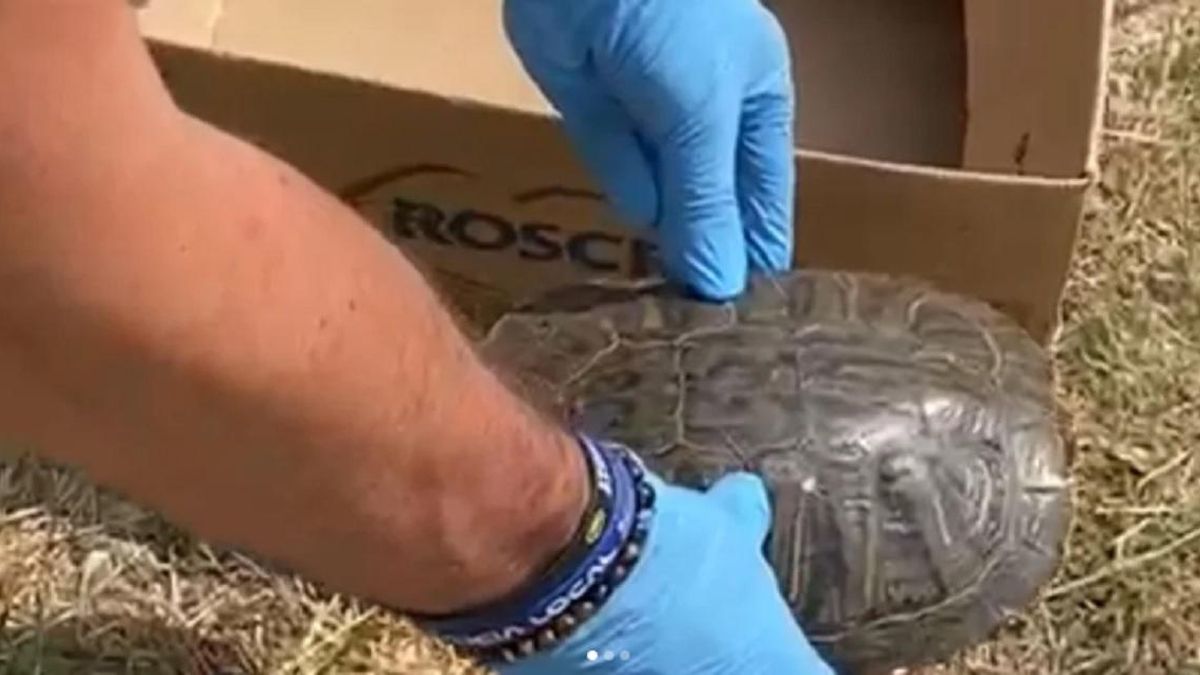 Un agente de la Policía Local de Enguera rescata la tortuga en un camino del pueblo.
