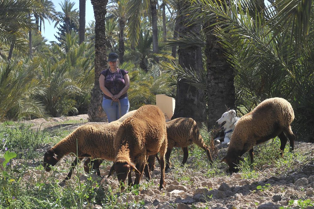 Las ovejas campan por el Palmeral