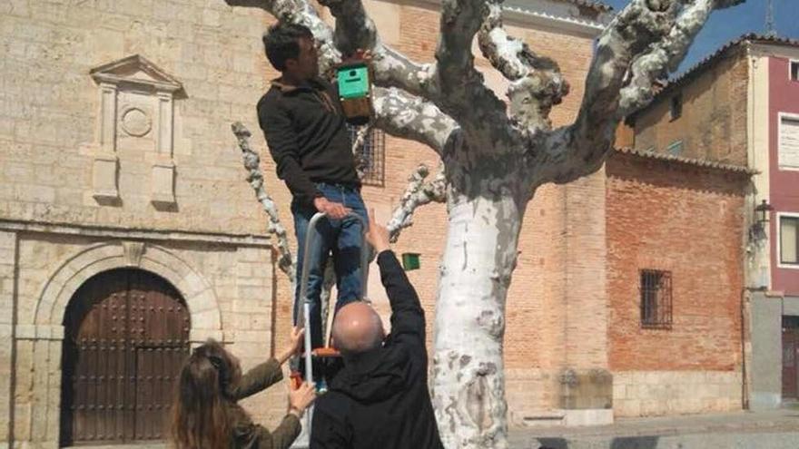 Voluntarios de NaturZamora reparan las cajas nido instaladas en la plaza de la Glorieta