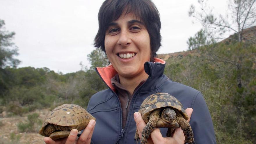 La ambientóloga de la Universidad Miguel Hernández, Eva Graciá, con una pareja de Tortuga Mora.