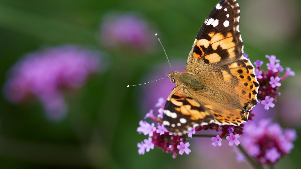 La mariposa viajera: es capaz de volar 4.000 kilómetros a través del Atlántico