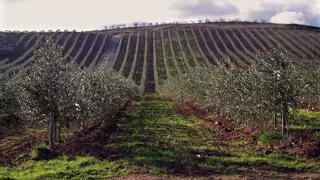 La tierra para olivar de regadío se ha encarecido un 36,6% en Extremadura en cuatro años