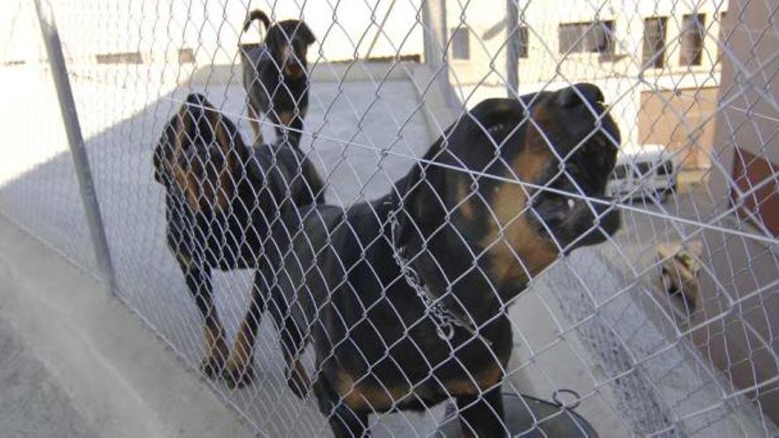 Elche tiene censados más de 500 perros potencialmente peligrosos