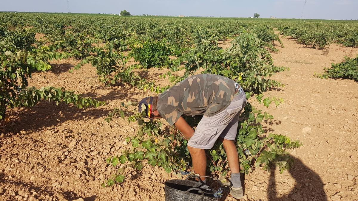 Agricultor recogiendo uva