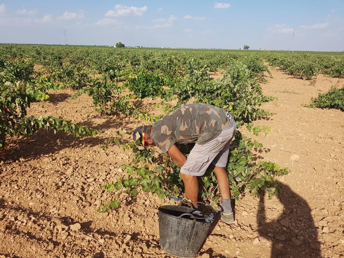 Agricultor recogiendo uva