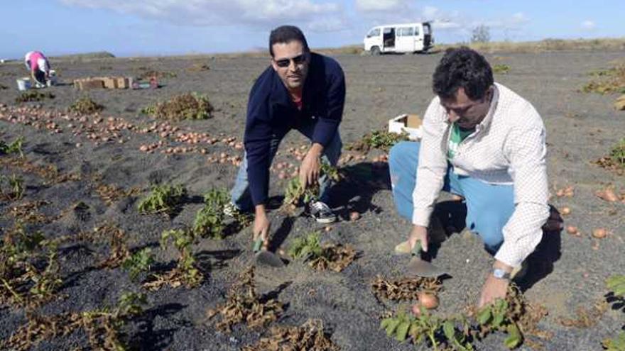 Gustavo Crespo en una plantación de Los Valles. | javier fuentes