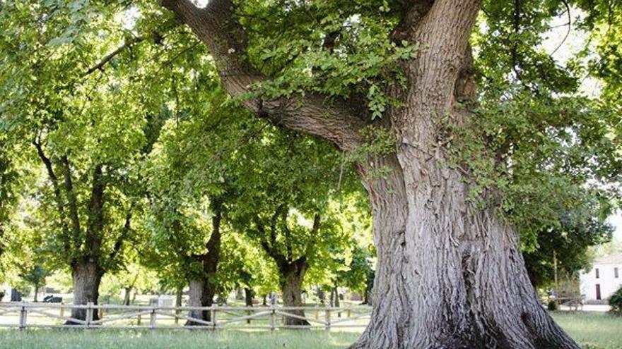 Los olmos de Cabeza del Buey lideran el ránking del &#039;Árbol europeo del año&#039;