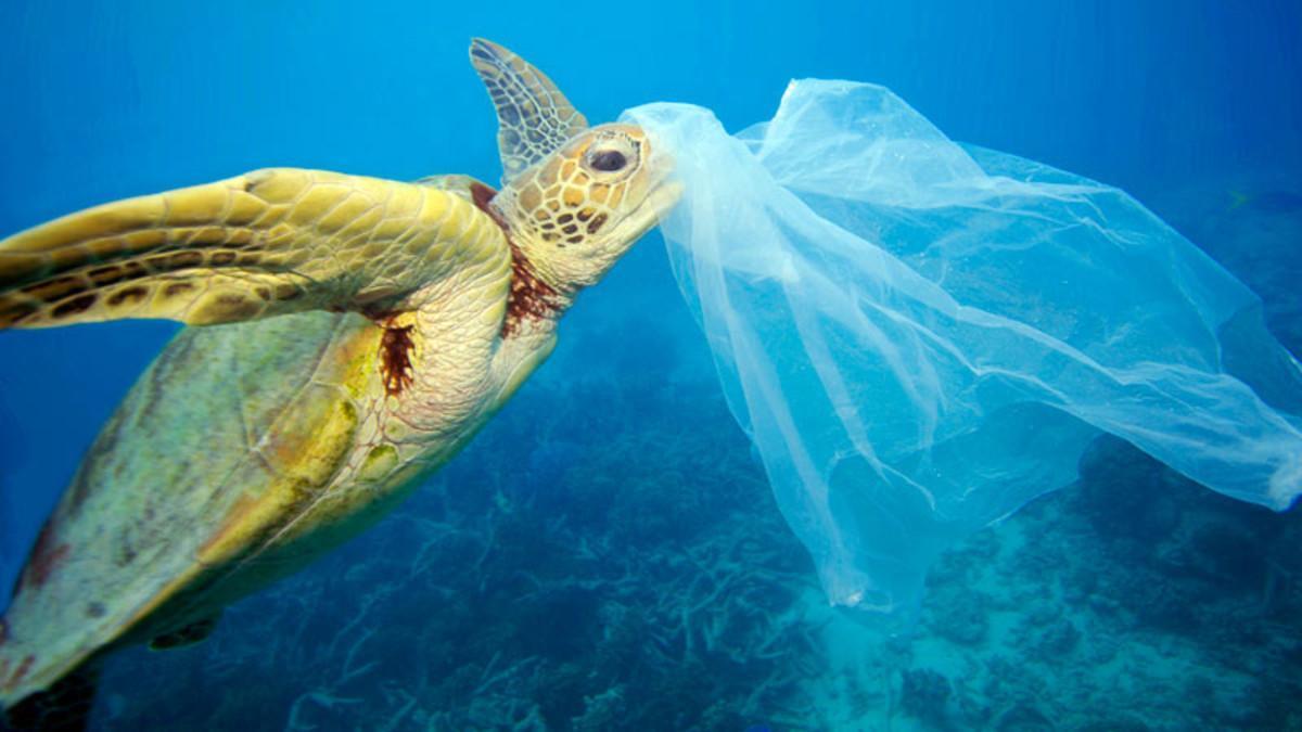 Una tortuga marina con una bolsa de plástico