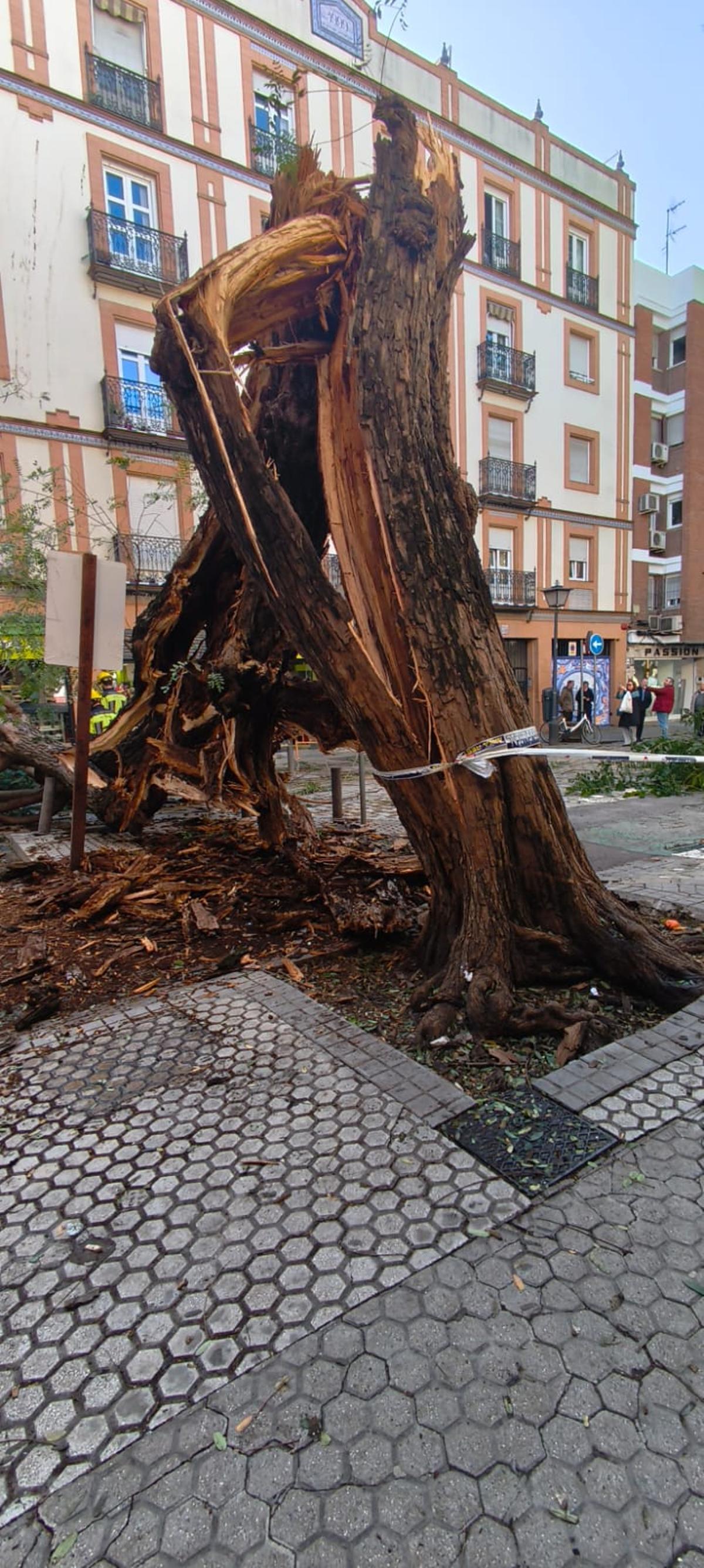 FOTOGALERÍA | Una palmera cae sobre un coche en Kansas City y un árbol se desploma en San Jacinto