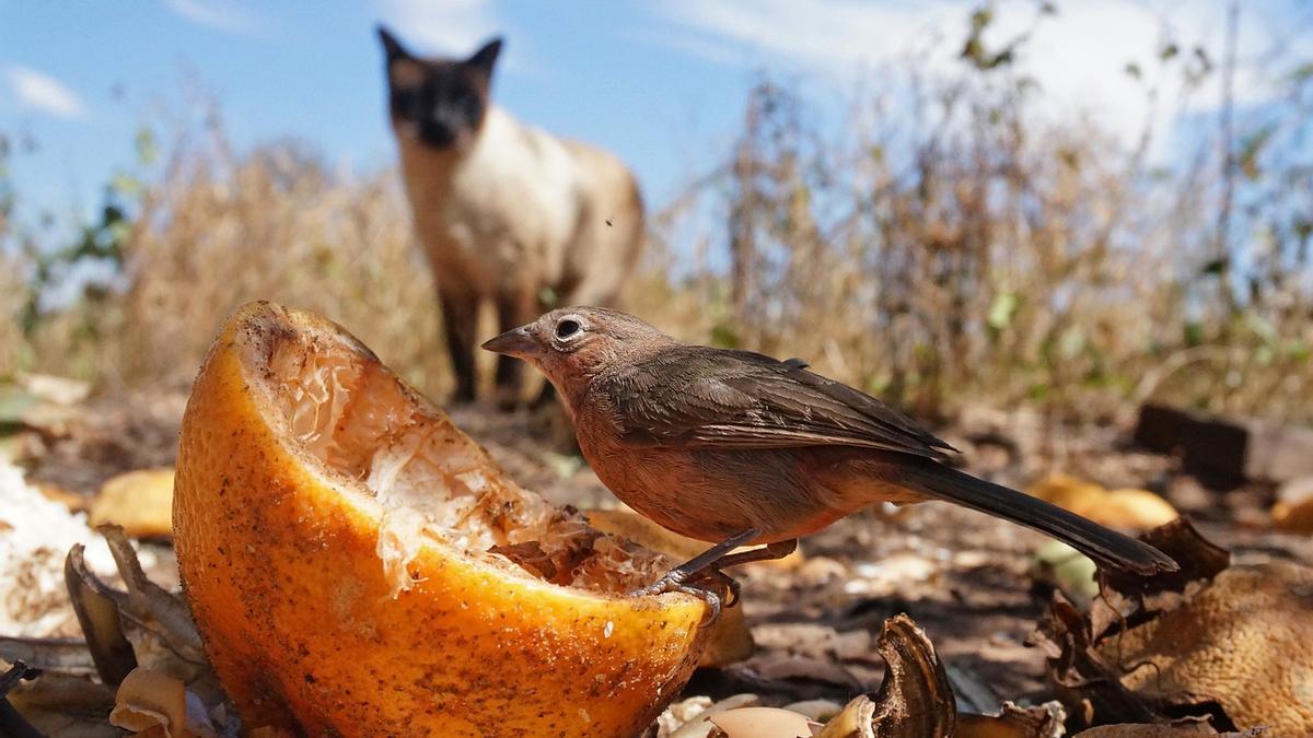 Los gatos amenazan a especies en peligro de extinción.