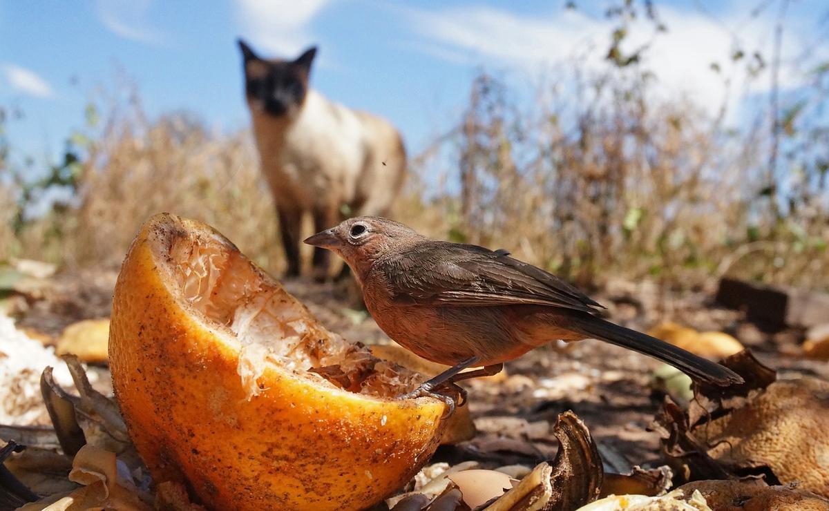 Los gatos amenazan a especies en peligro de extinción.