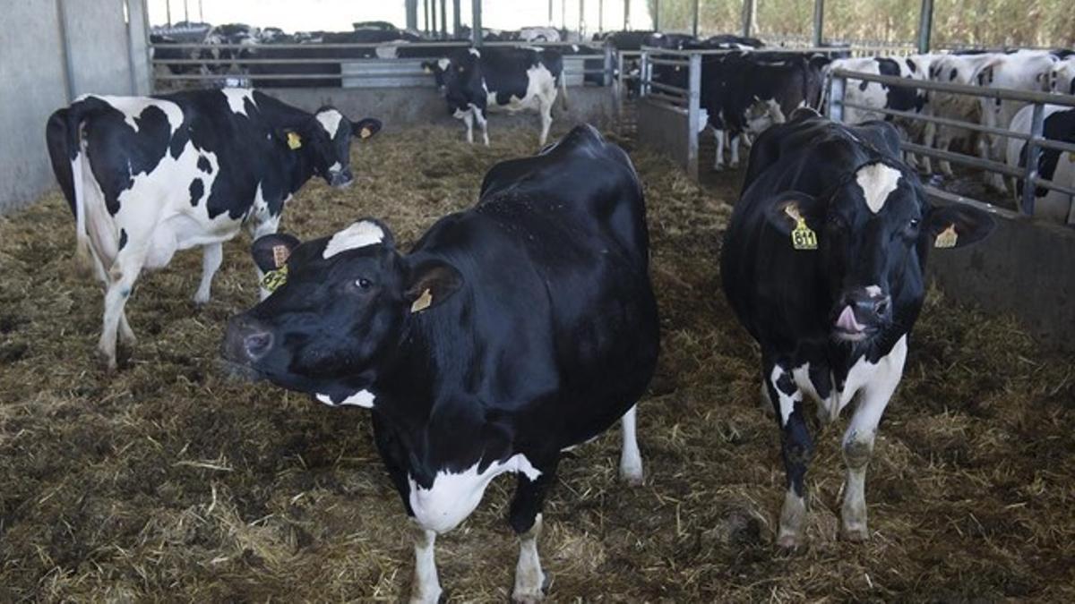 Una granja de vacas en Vallfogona de Balaguer.